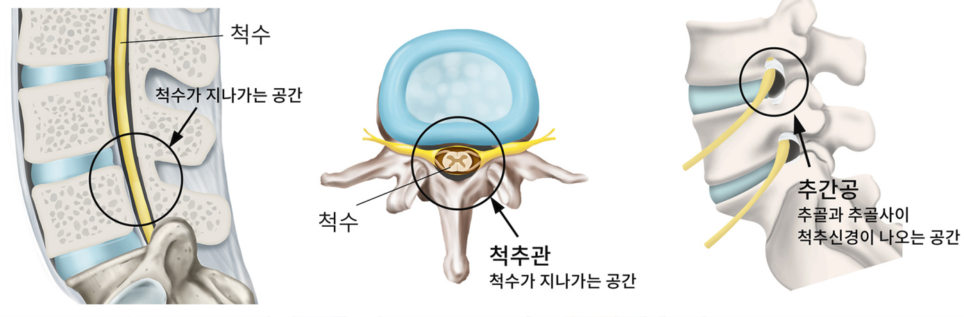 정상척추관