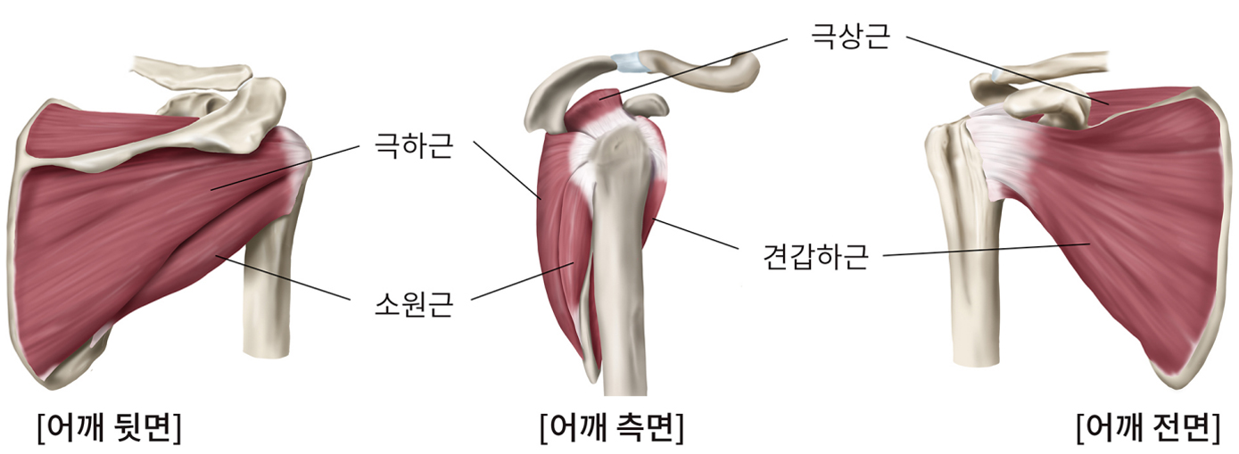 정상회전근개